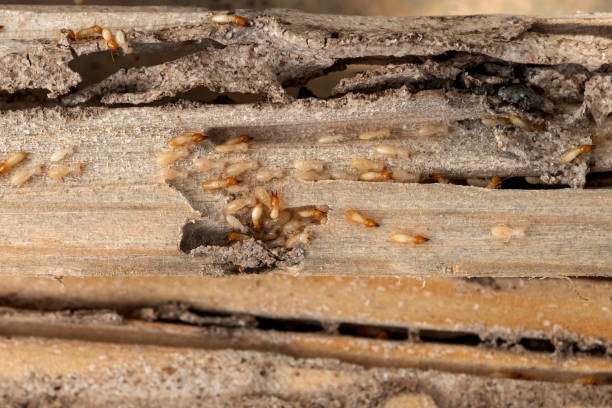 Flea Control Services in Cambridge, MD